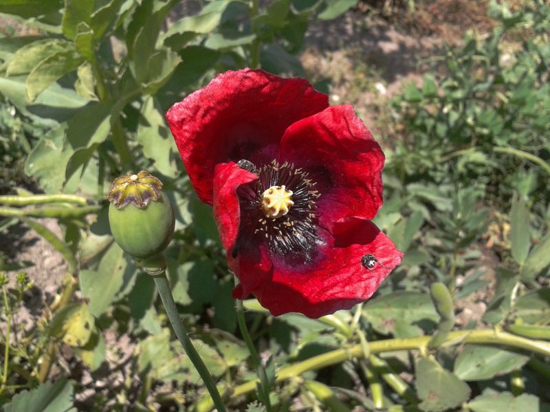 Papaver setigerum / Papavero setoloso